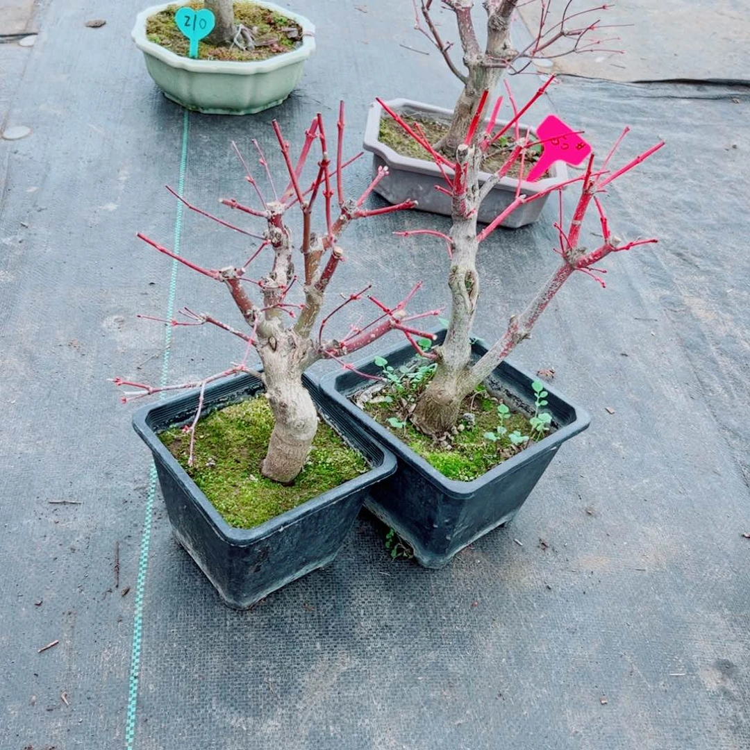 C****1枫树枫树枫树枫树