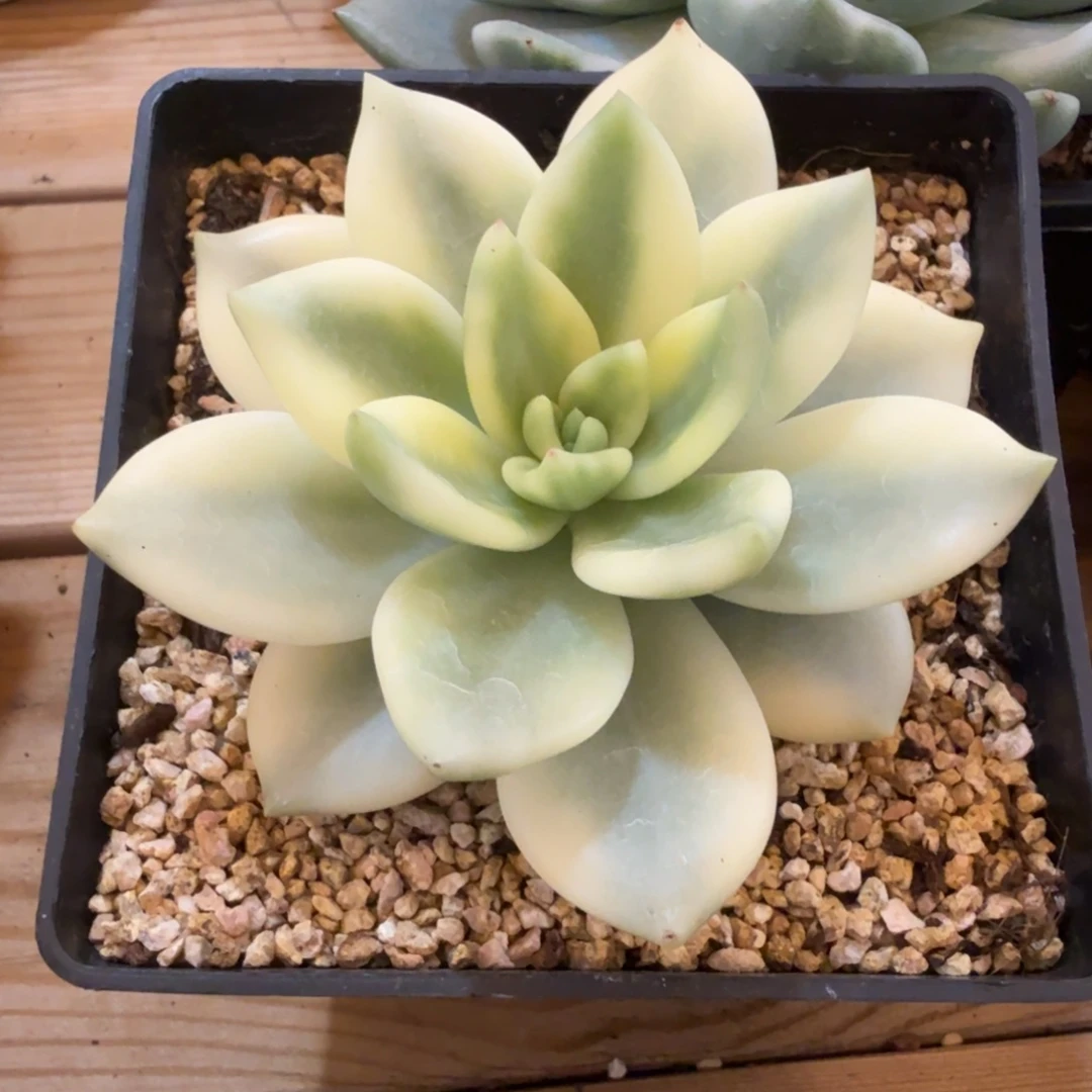 祝之松 安吉园艺锦锦