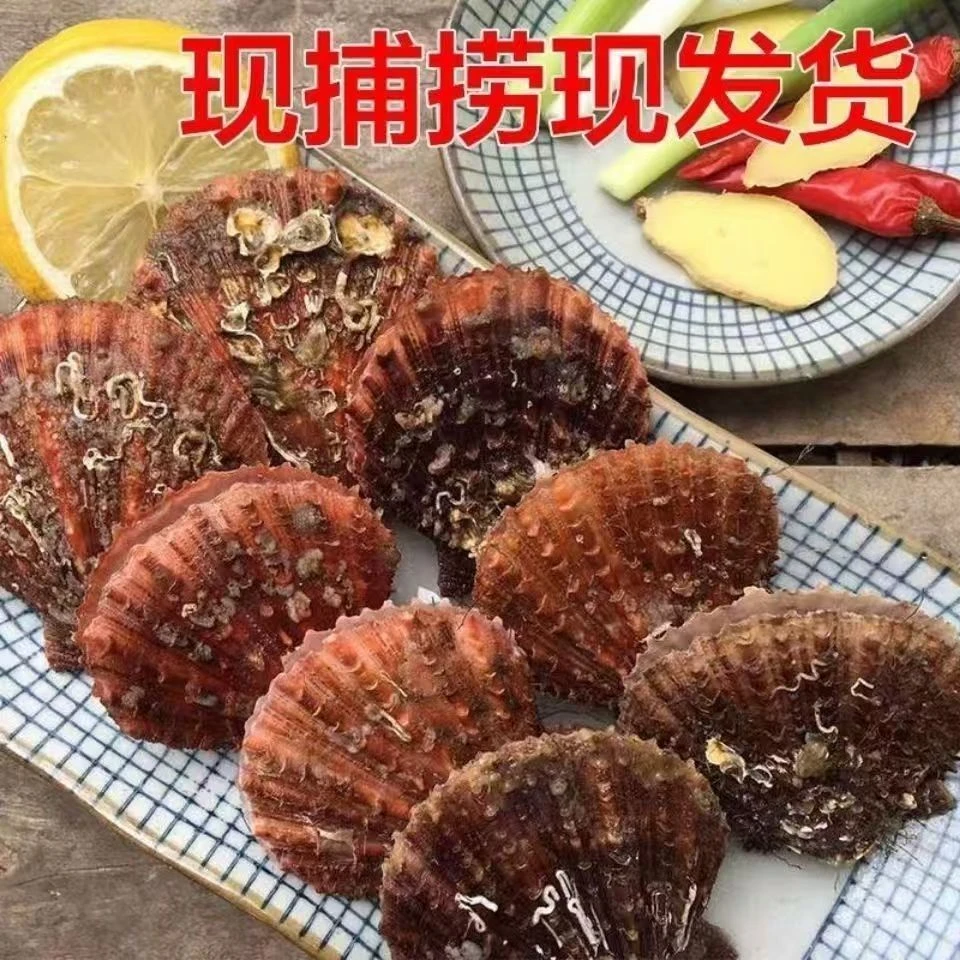 日照栉孔贝,扇贝 刺贝新鲜贝类 聚餐佳品 肉肥味美