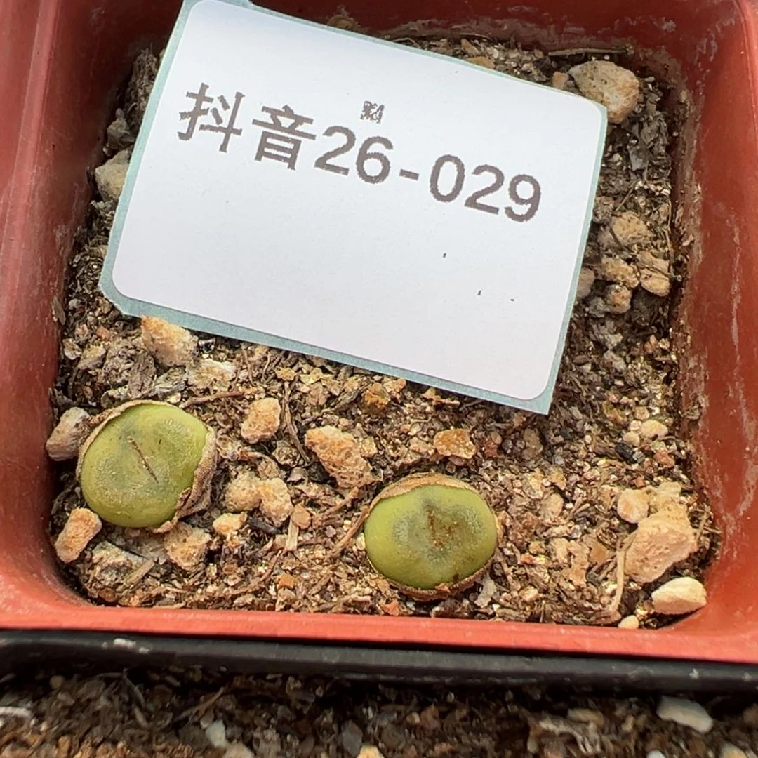 26-29肉锥多肉植物，