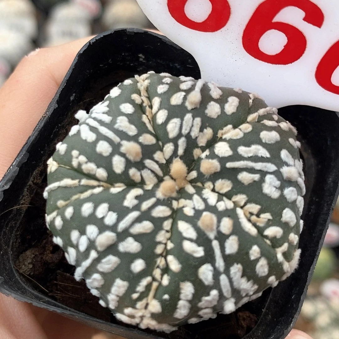 660五愣连线福利来啦