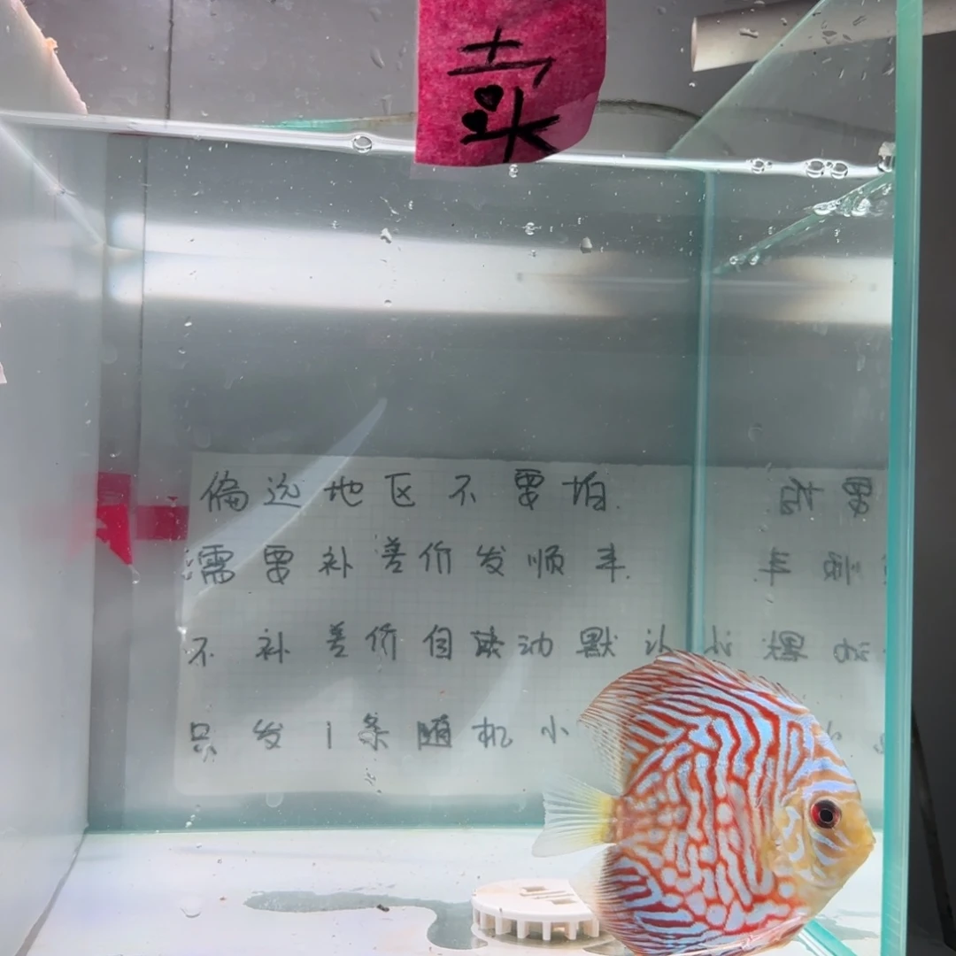 七彩神仙鱼肉身8左右，偏远地区不拍