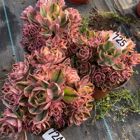 ?****y青花瓷3棵多肉植物法师不包损