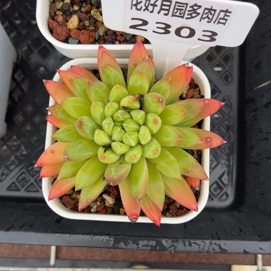 依***嫚多肉植物2303……………
