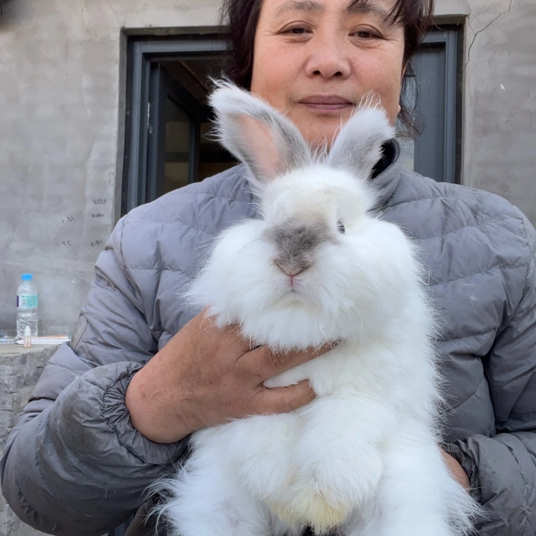 宠物兔英系安哥拉兔