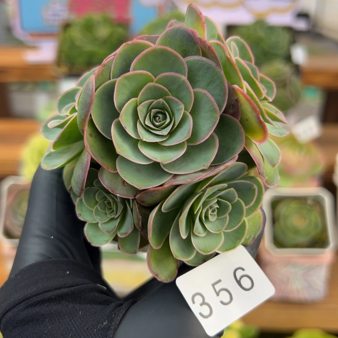 356缪斯群生优选6厘米