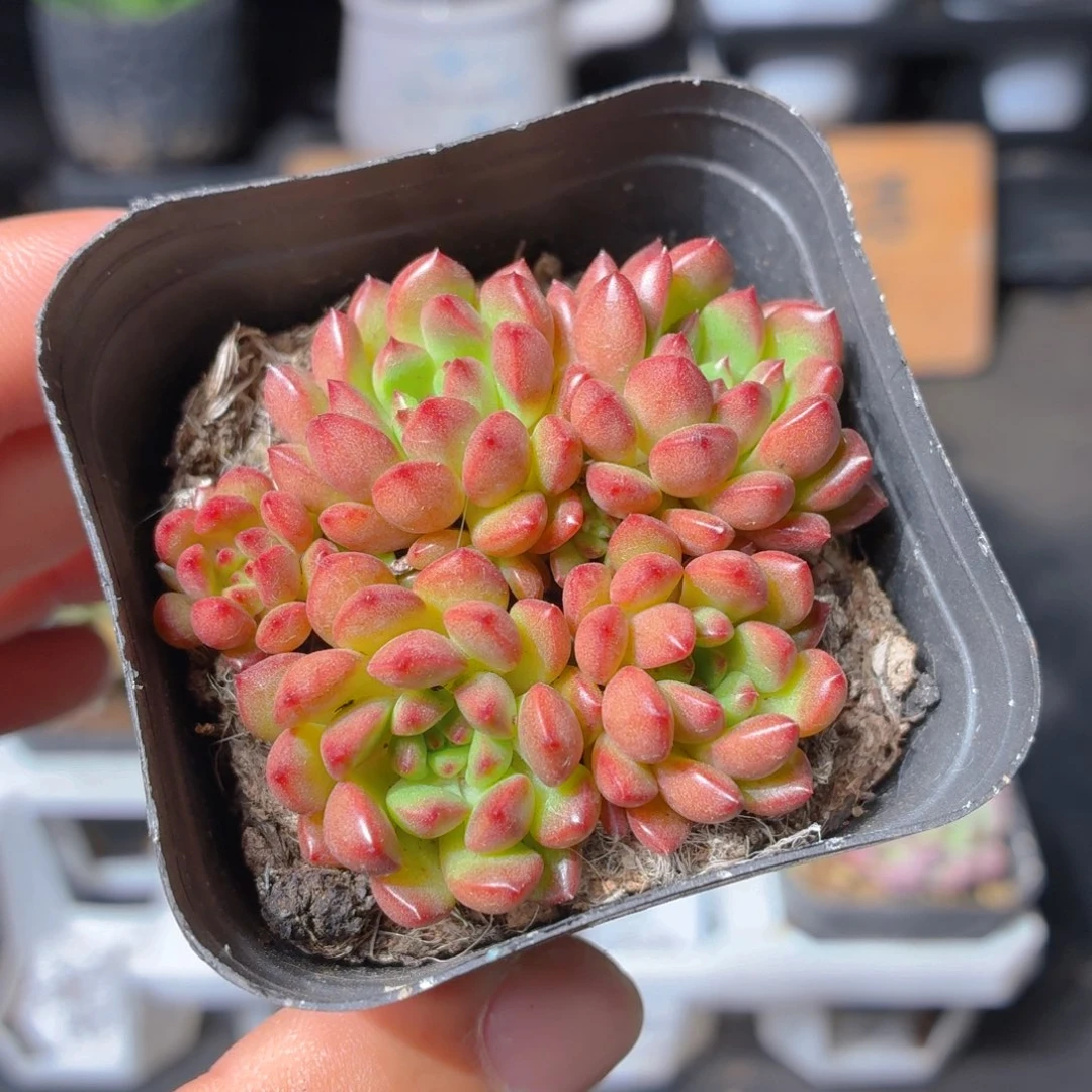 红宝石多肉9.9包邮发货