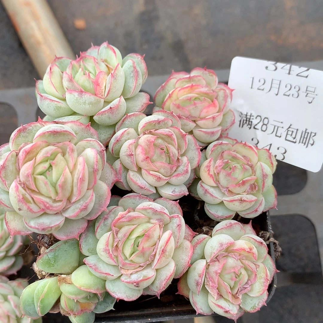 【闪购商品】云342号水晶扇贝