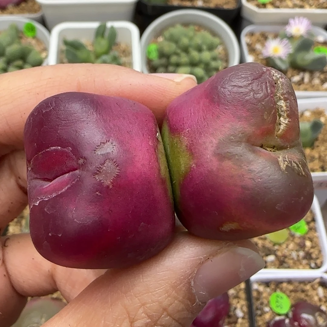 漂亮双头2.8/3cm（疤）481