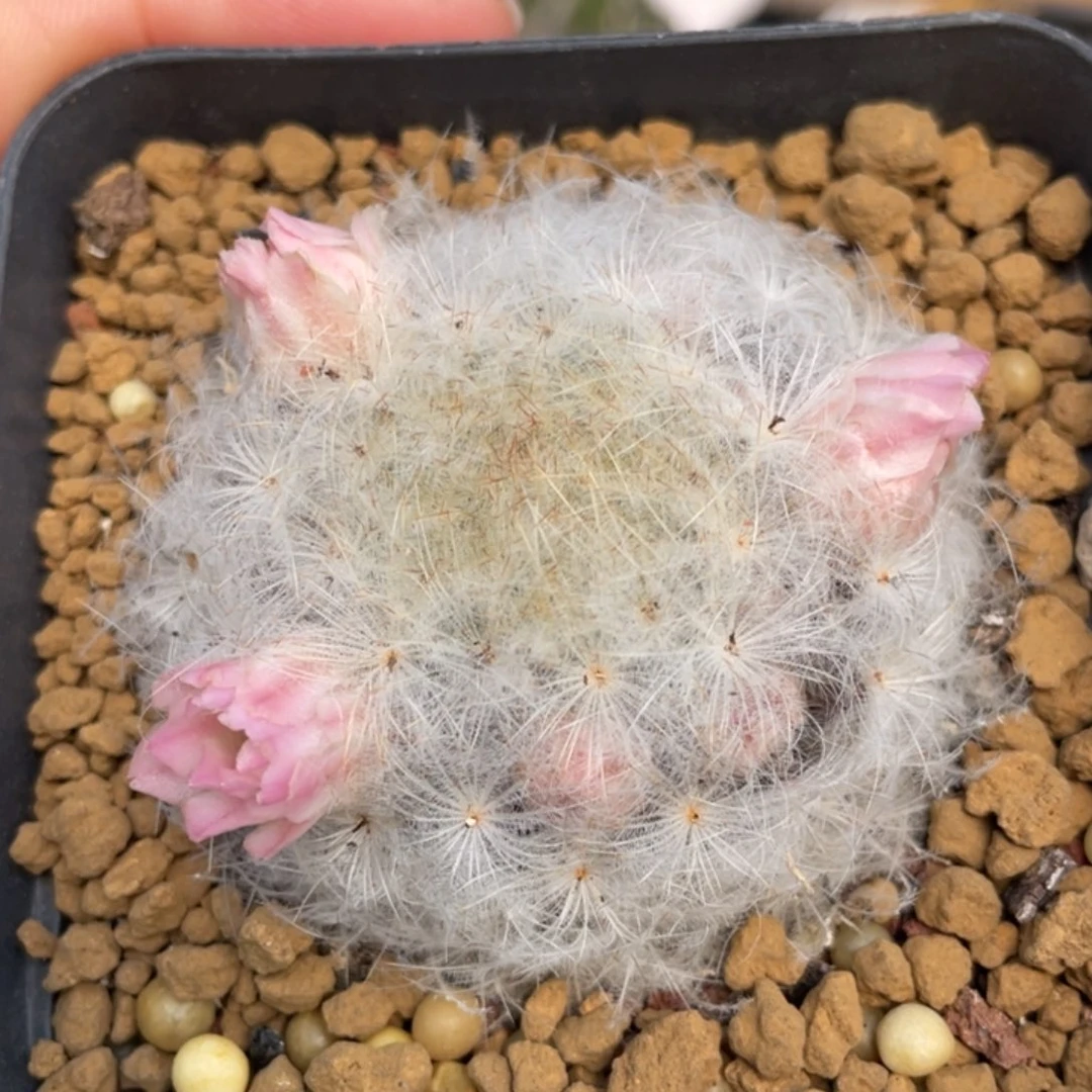 n***2白星          折后价