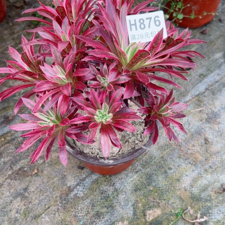 876凤凰锦多肉植物