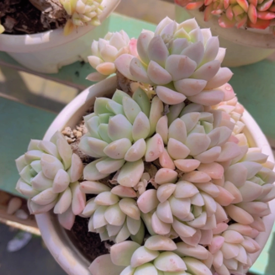 【闪购商品】奶油美人06143