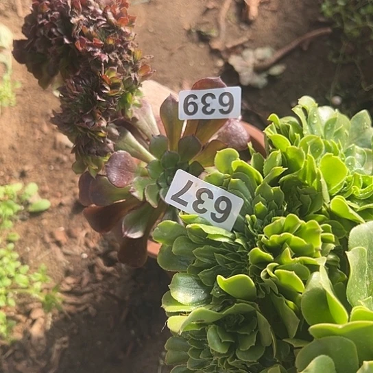 迂***回多肉植物两个法师