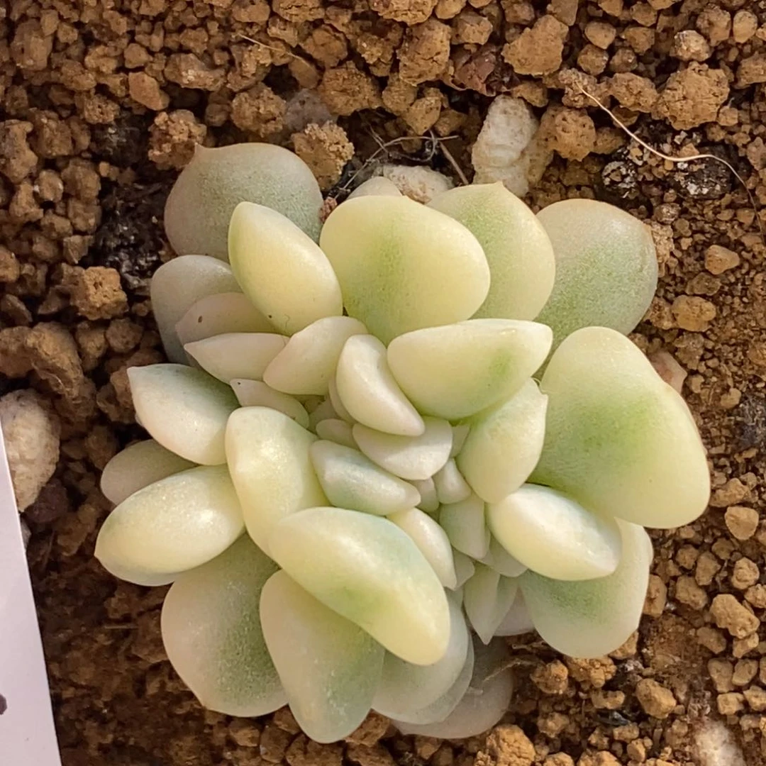 643雪精灵锦缀化的