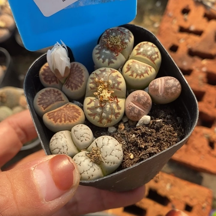 昆***）生石花等植物的生长567