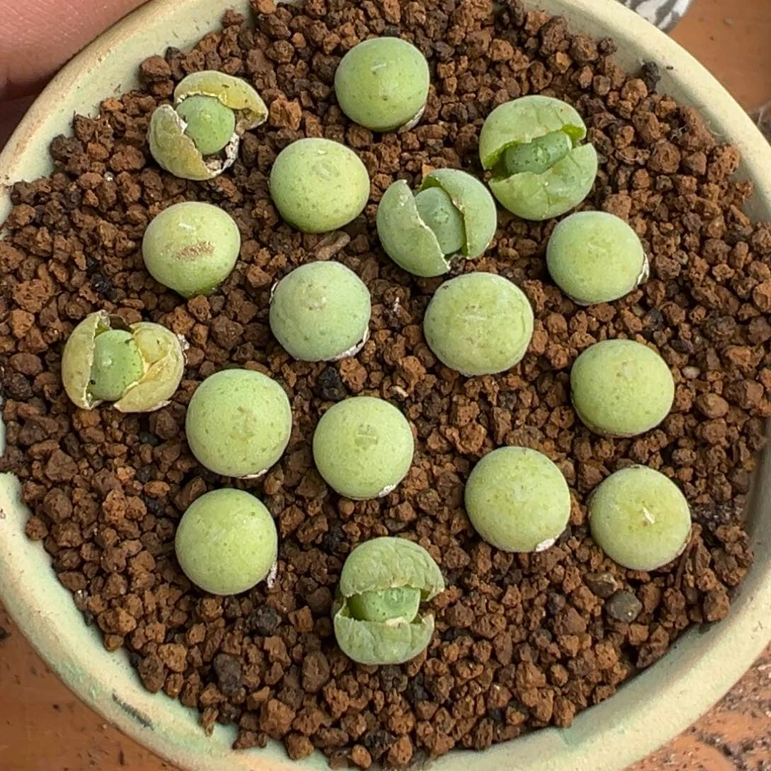 量拍毛饼杂海豚嘴一颗