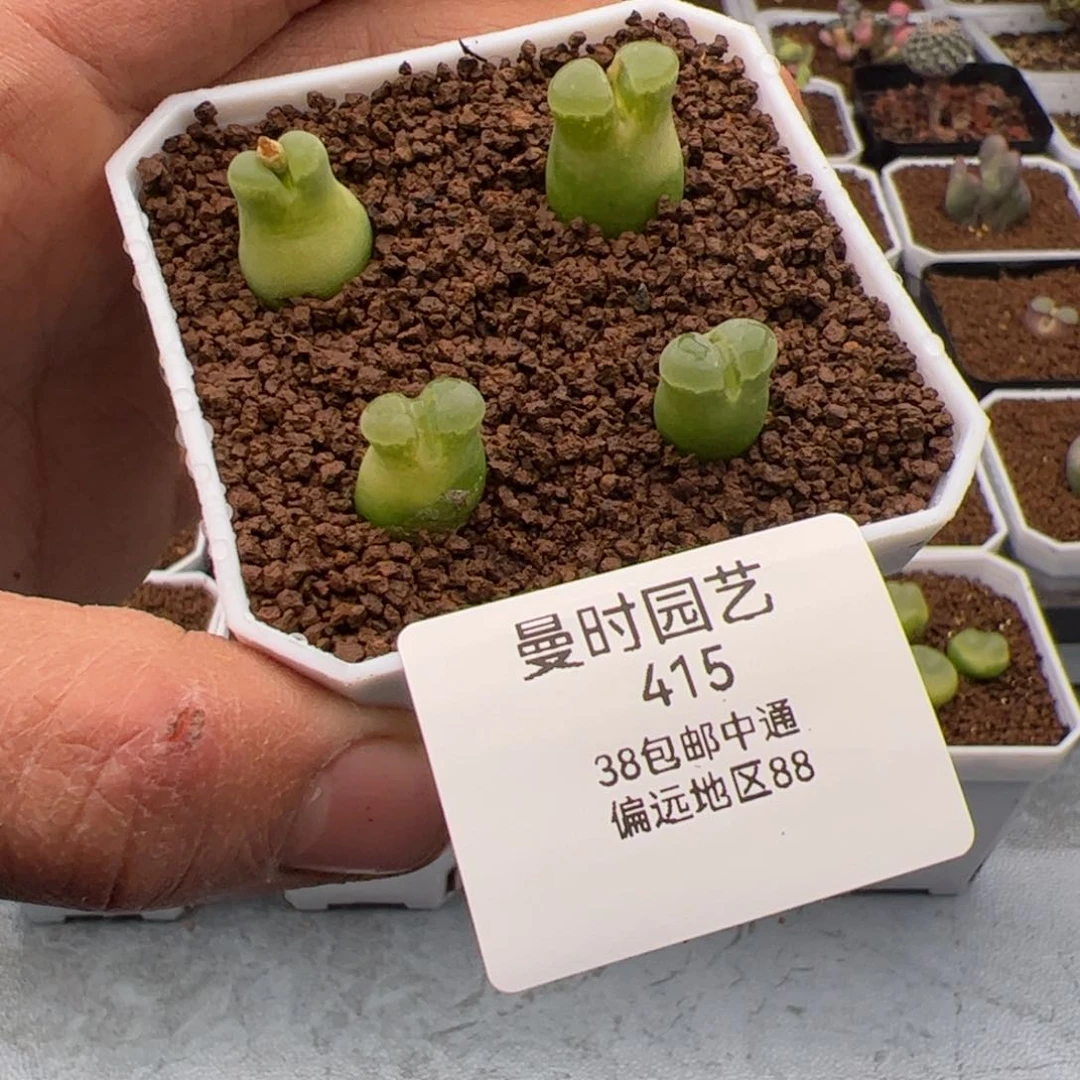 刘*瑞2.10奶瓶风铃多肉植物415