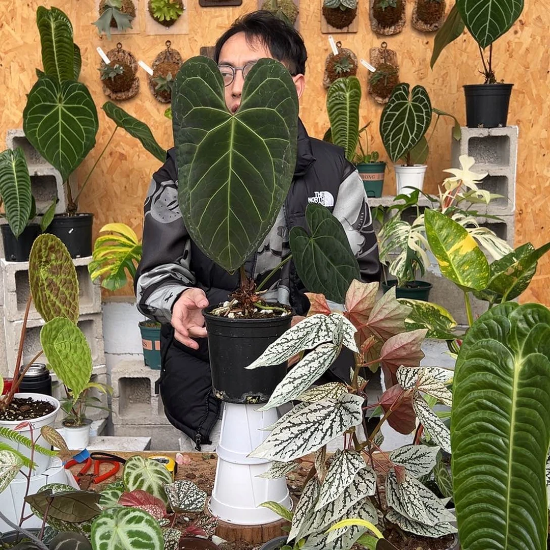 完全开放E05老桩花烛