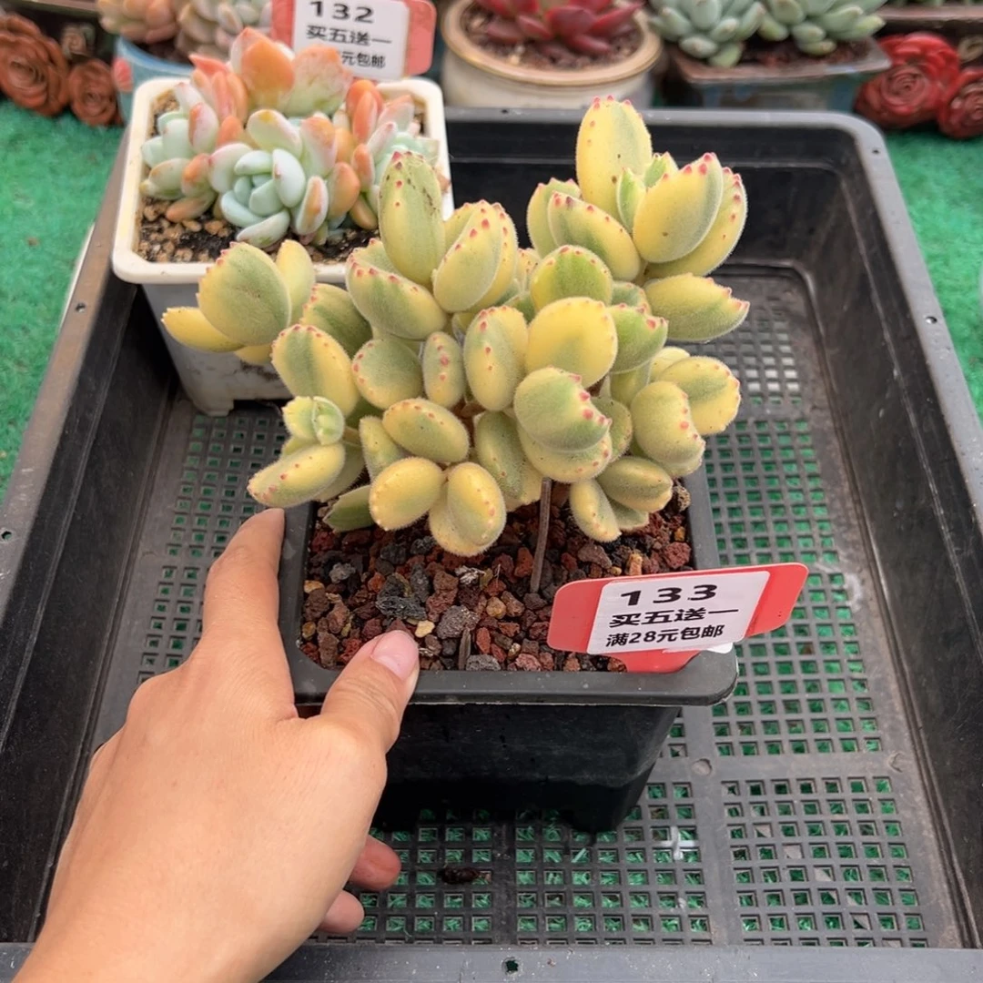 表妹精品多肉植物133.