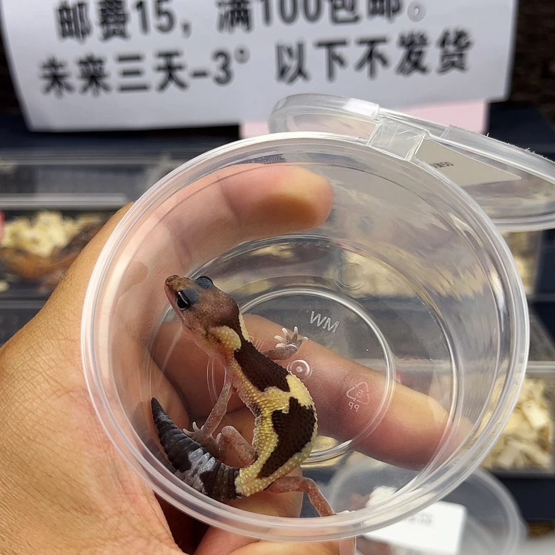 肥尾守宫祖鲁h50奥50焦