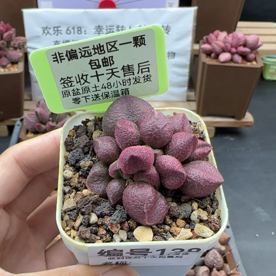 138水蜜桃多肉植物