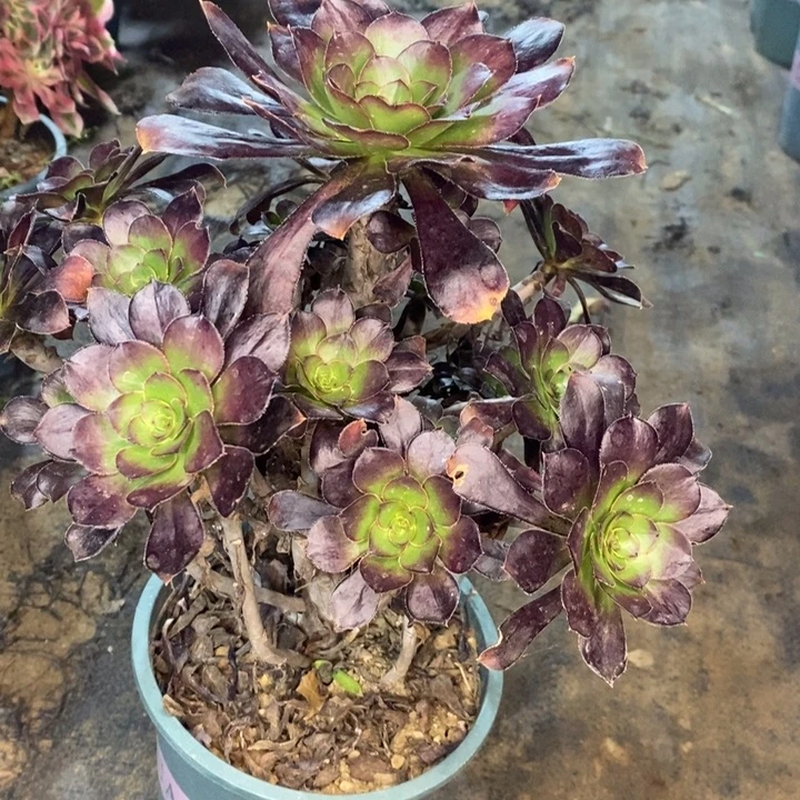 圆叶多肉植物34。