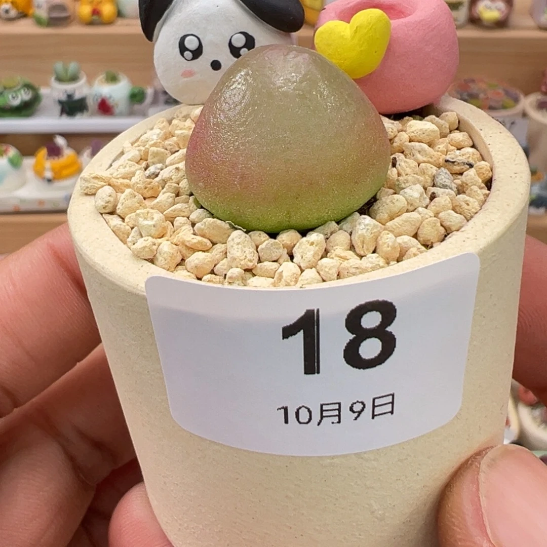 多肉植物实付9.9元包邮18号