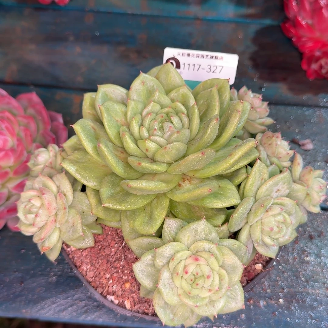 从前慢花园多肉编号1117-327