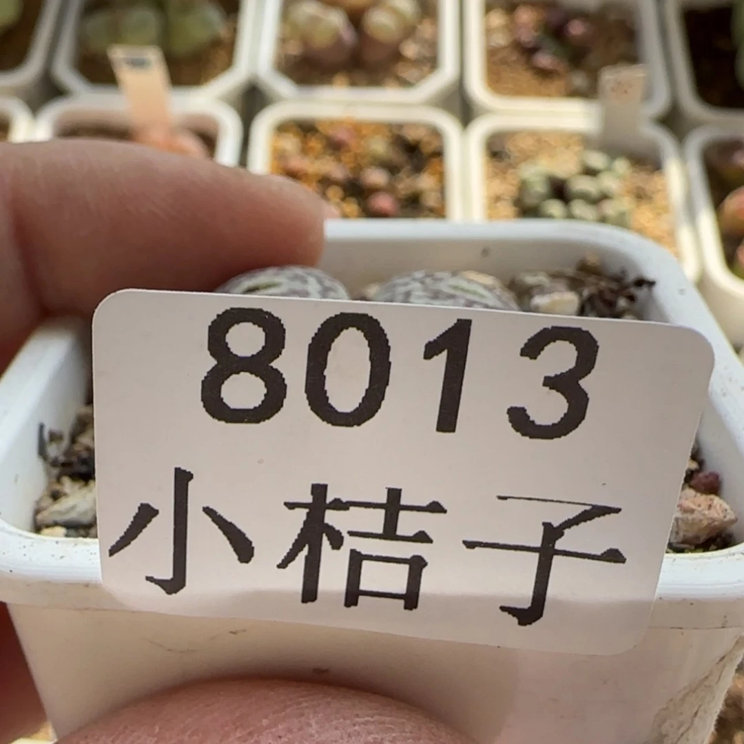 【闪购商品】y****e8013