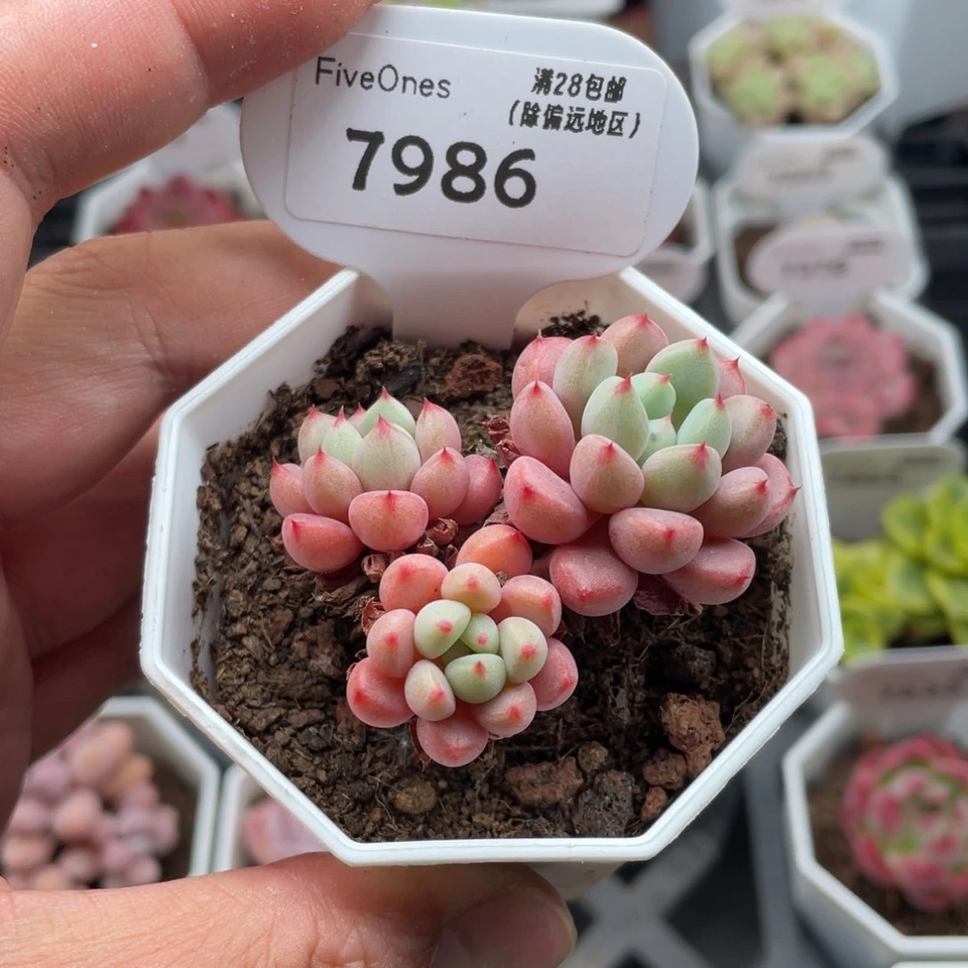 7986雪桃5.0厘米