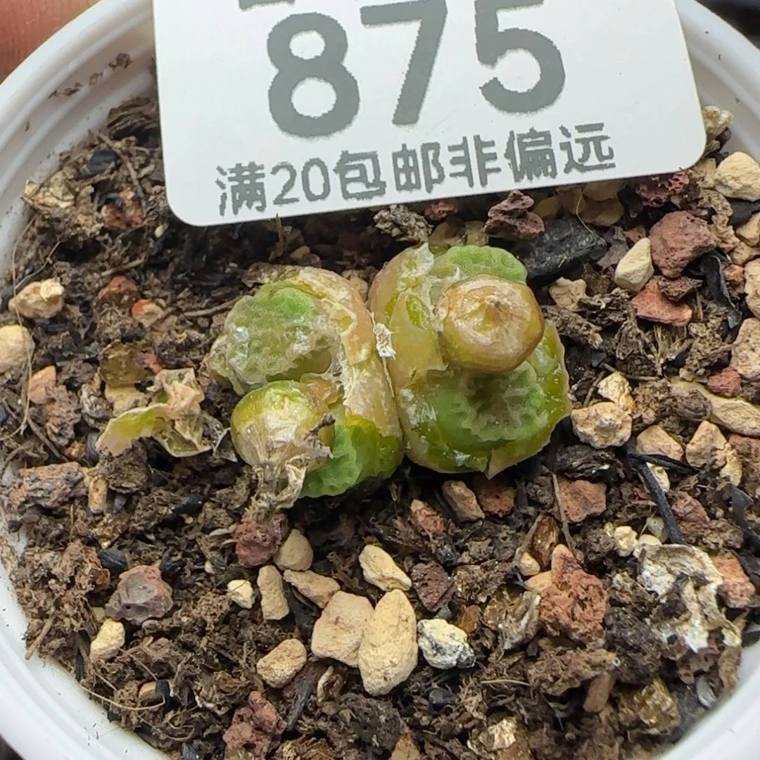 1410.657带盆土。     方烧。