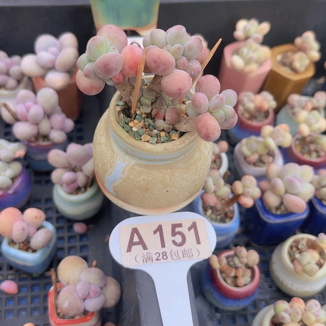 A151苹果奶一物一拍