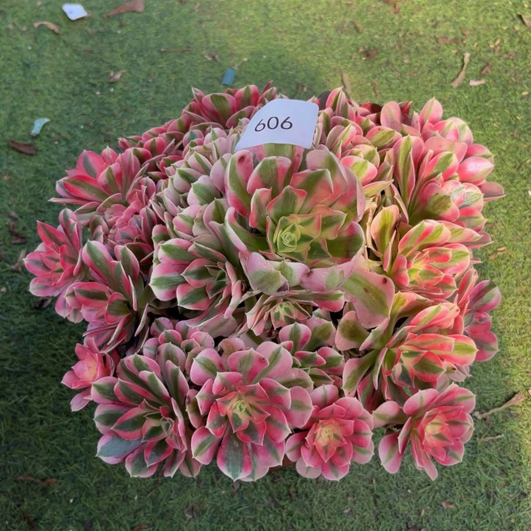 606粉女巫法师多肉