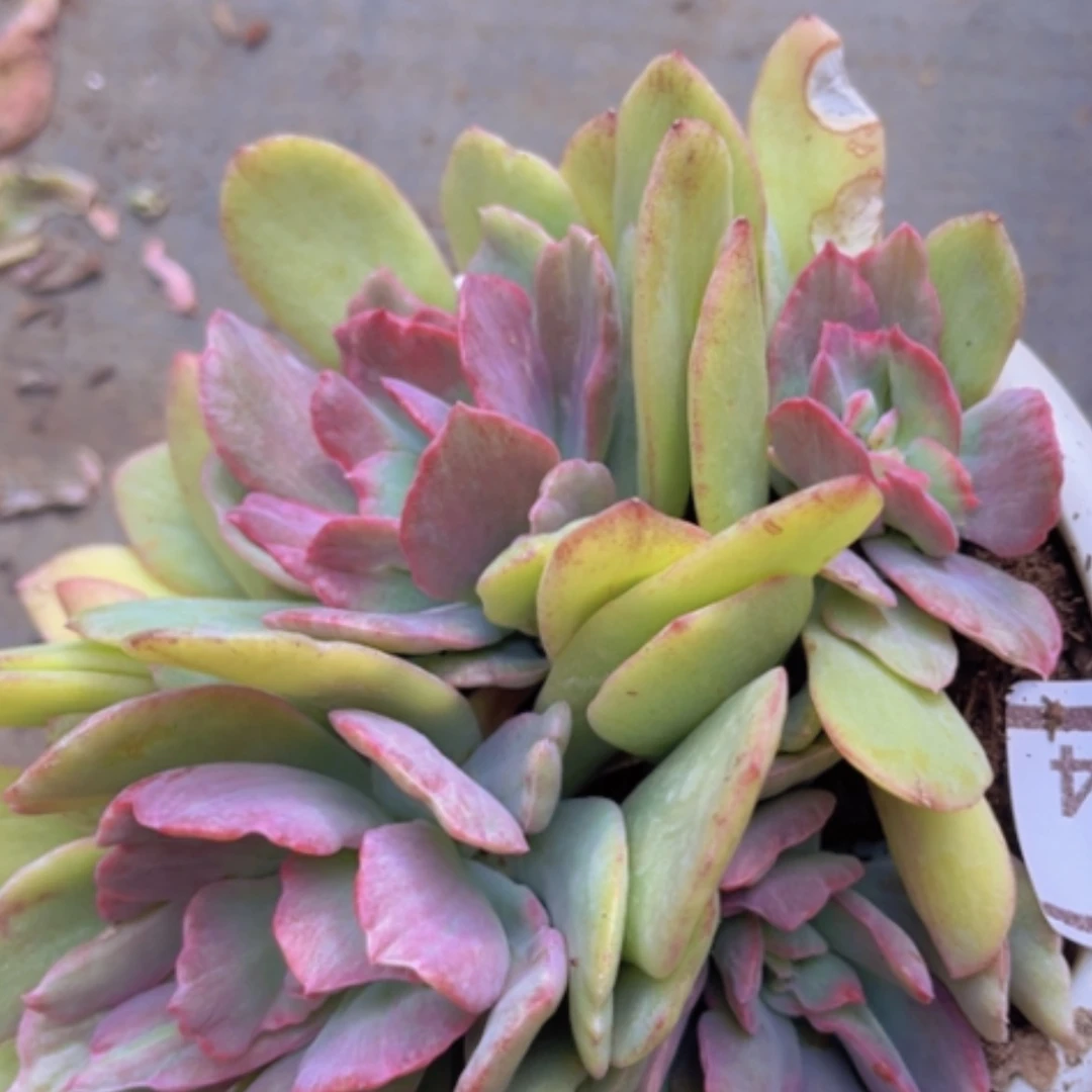 【闪购商品】绮罗石化14204