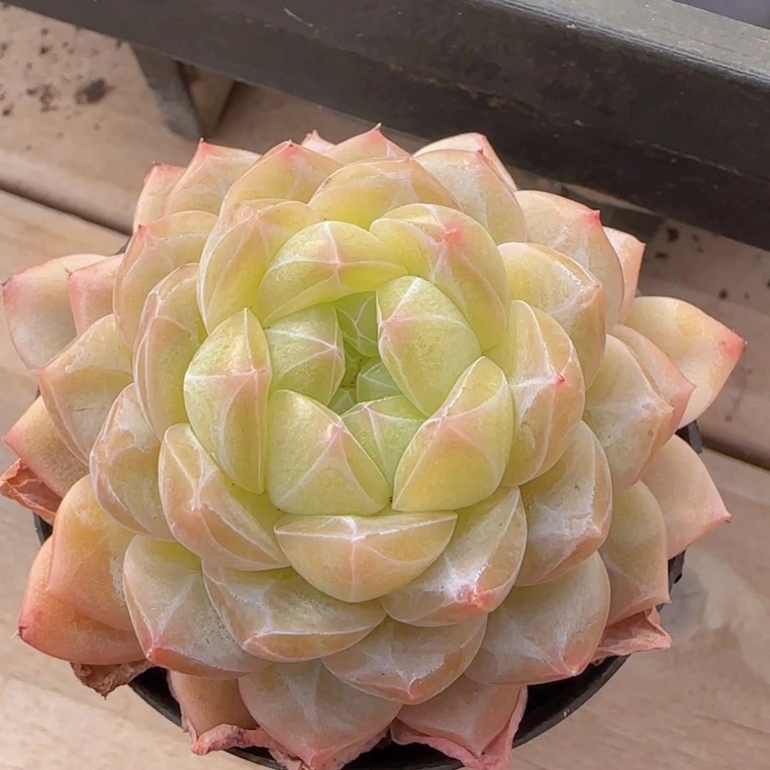 暗纹珍妮精控一物一拍