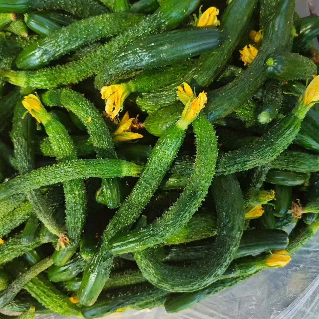 山东现摘新鲜小黄瓜扭拇指粗细腌制酱菜下饭菜
