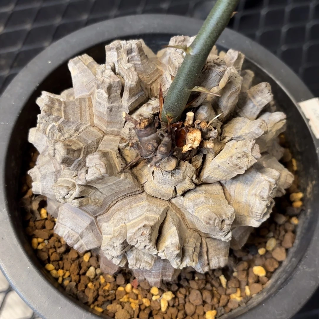 5号龟甲龙带盆包邮