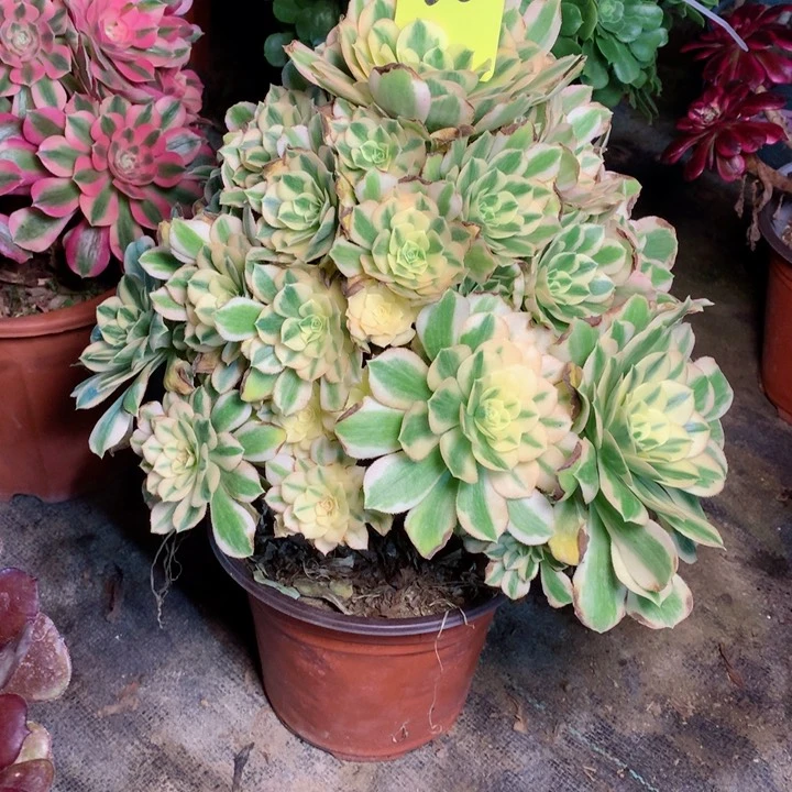 26迈巴赫多肉一物一拍～