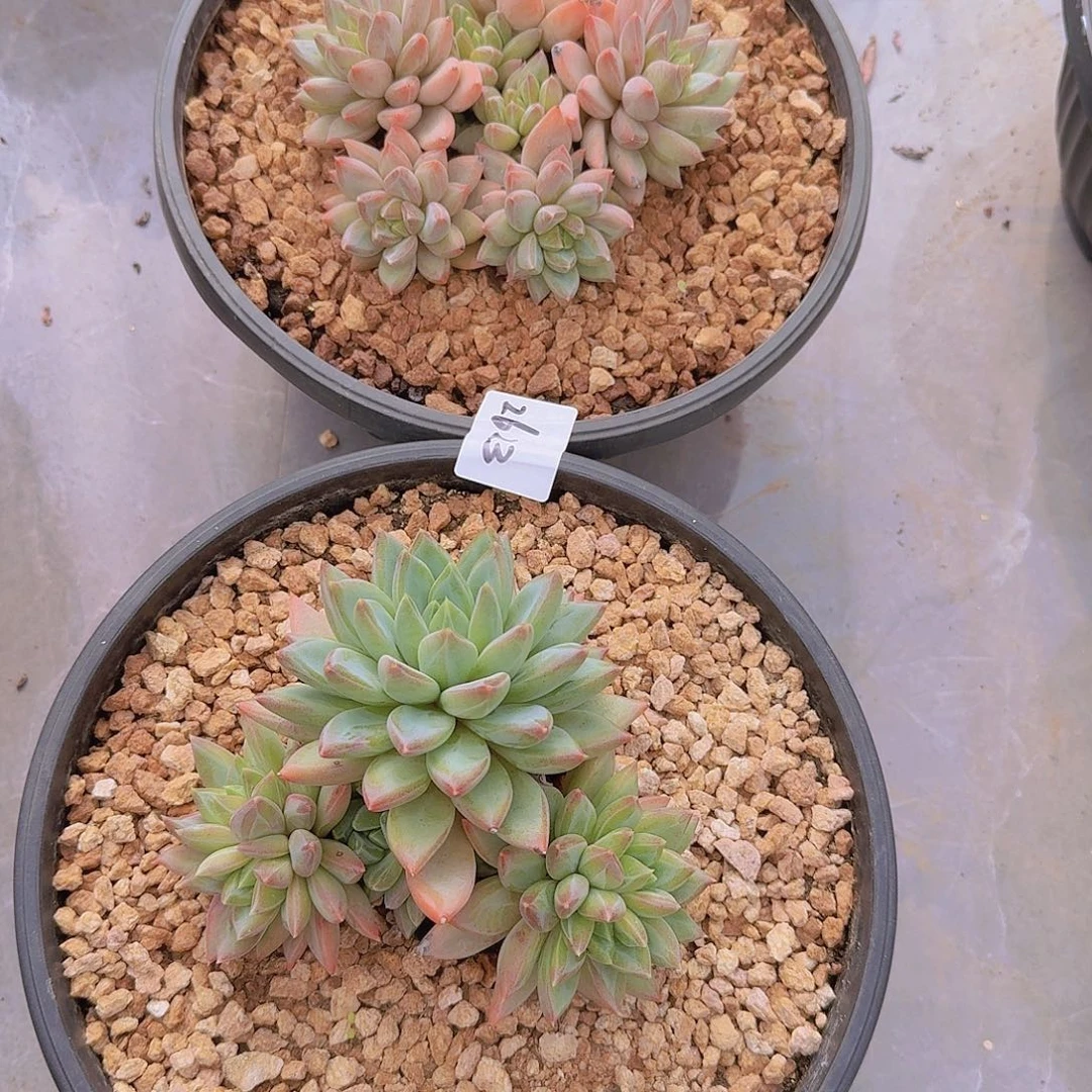 三***祥2623小红蛋多肉植物两颗