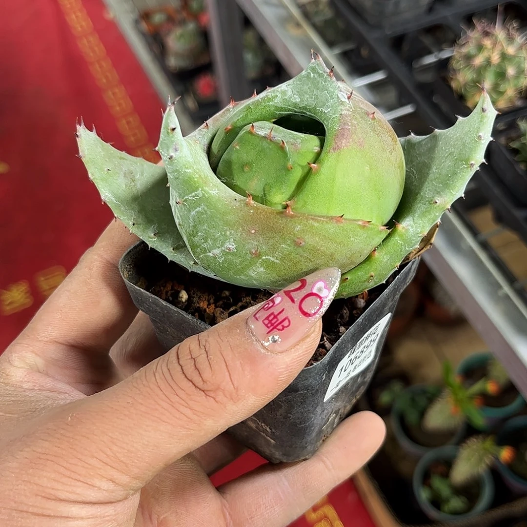 W106899一物一拍单头发货