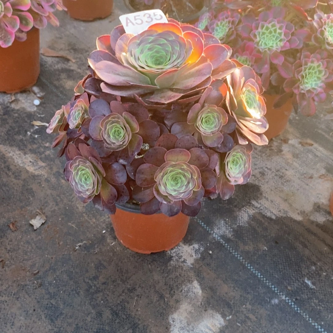 嫩桩媚金玫瑰535多肉法师