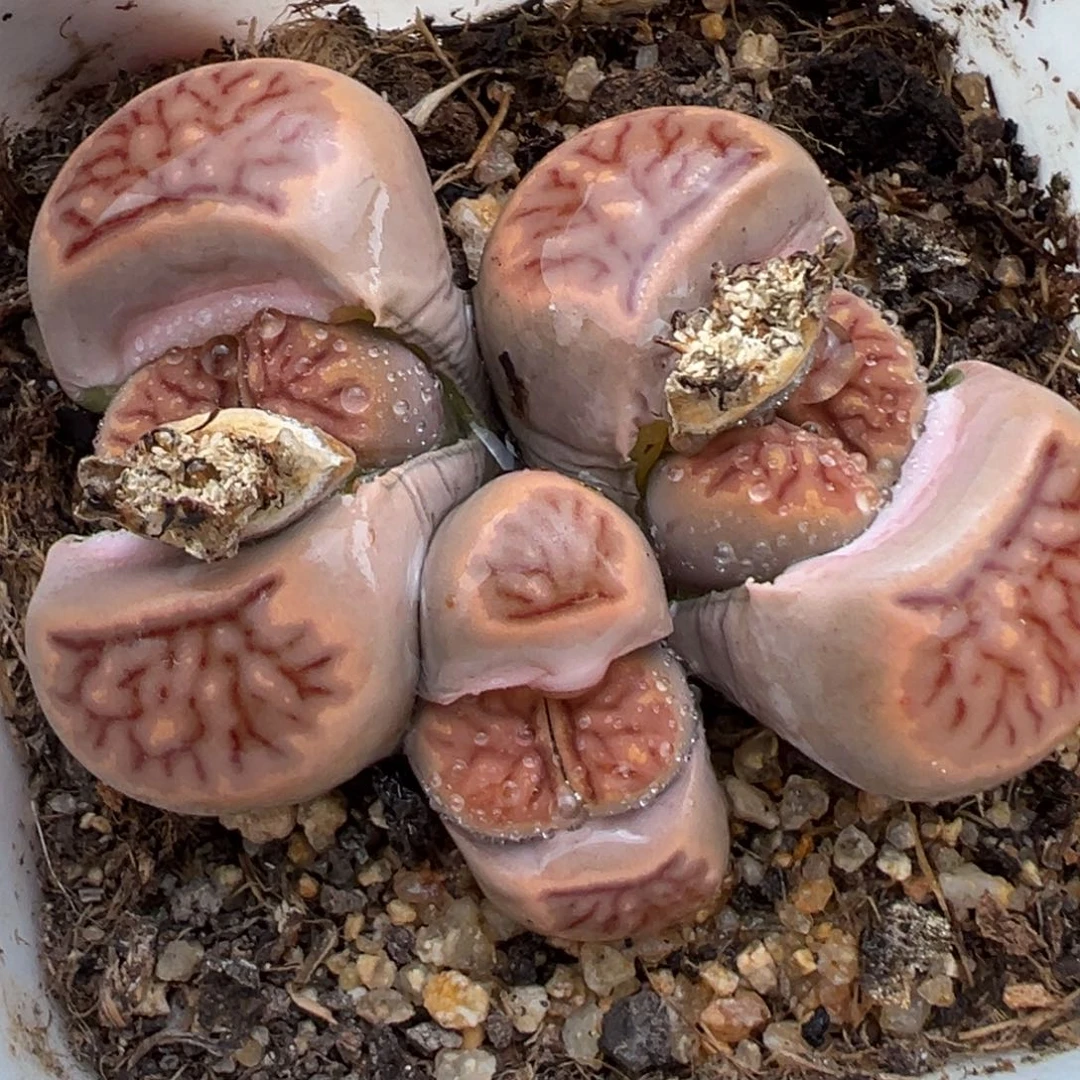 2.21好看的多肉167