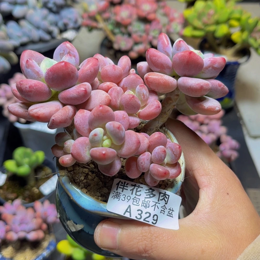 嘿***啡329樱花洛神11厘米多肉