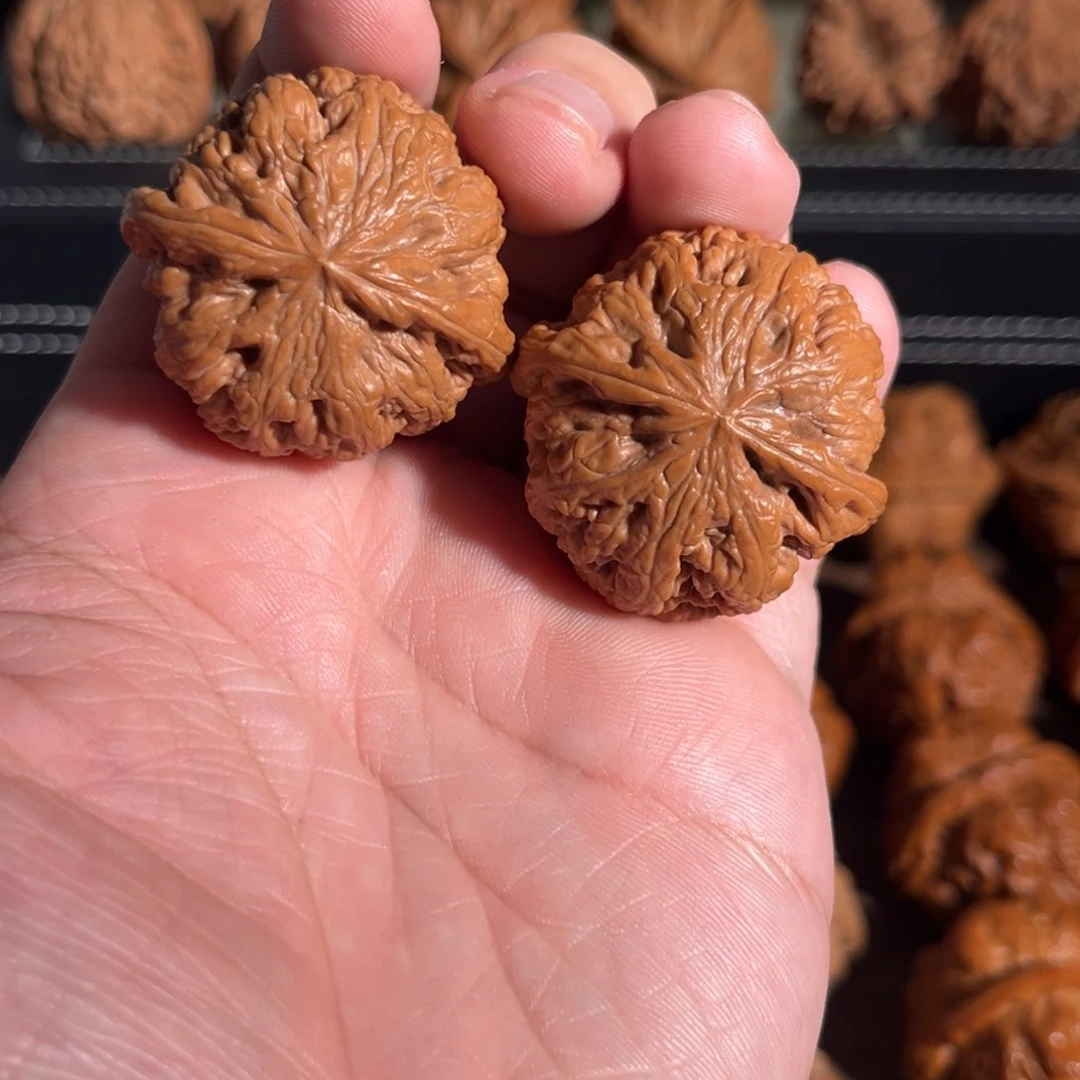 手串/手链核桃边肚37全品毕业小粗筋