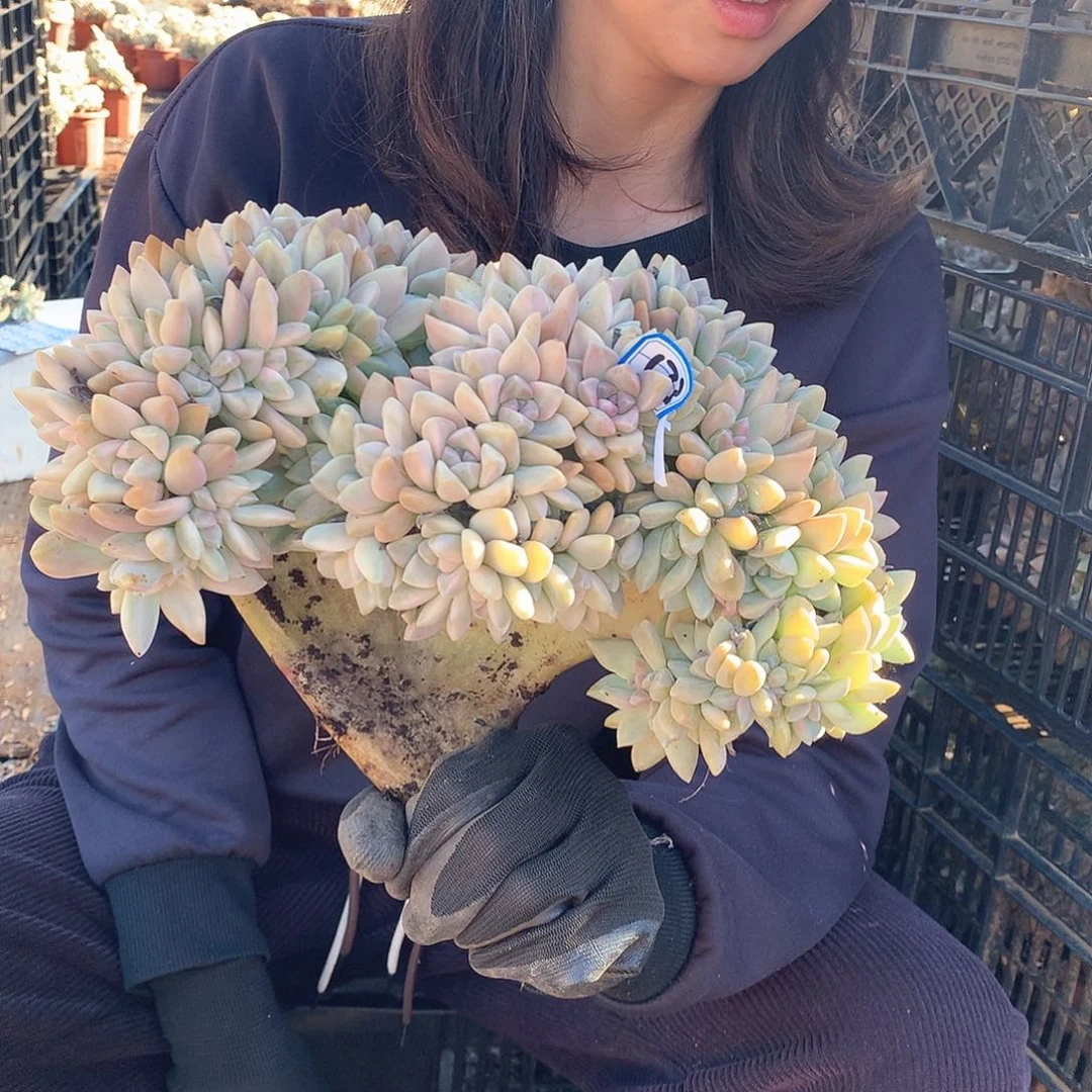 173 淡雪锦缀 一物一拍