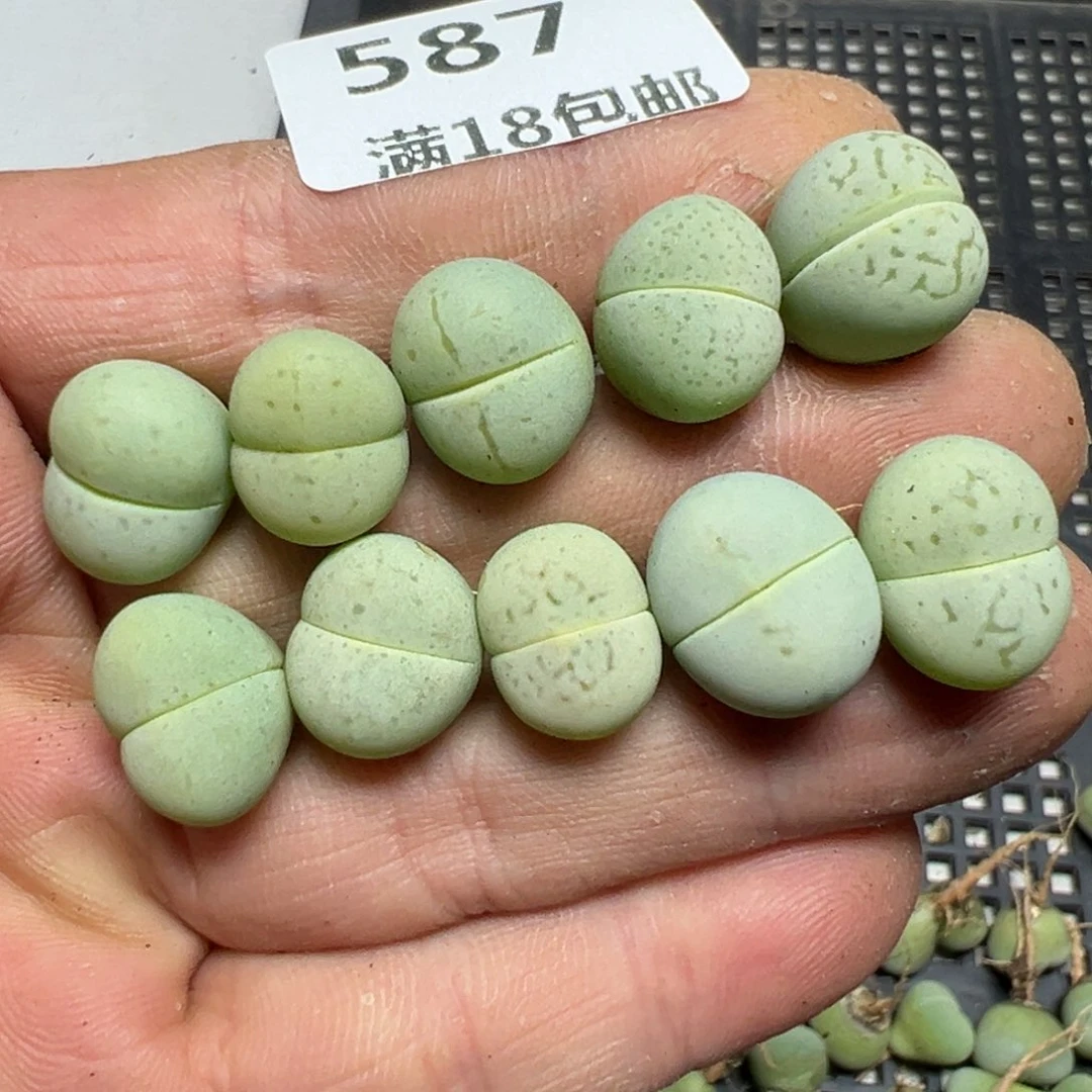 【闪购商品】 587。