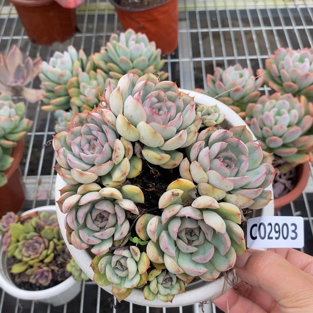 2903猎户座群生一物一拍