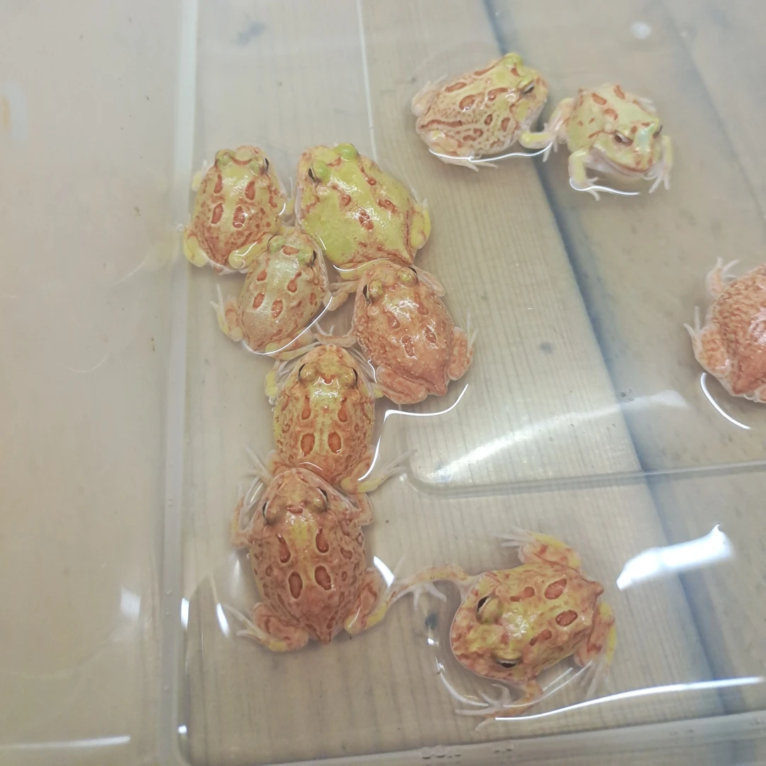 南美角蛙直播任选2只包损凭当天开箱视频售后随机