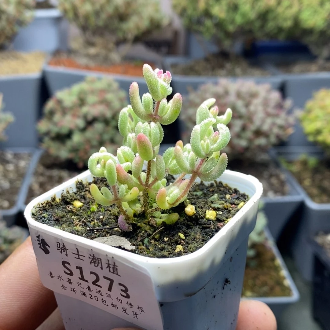 1273红宝石锦枝干番杏