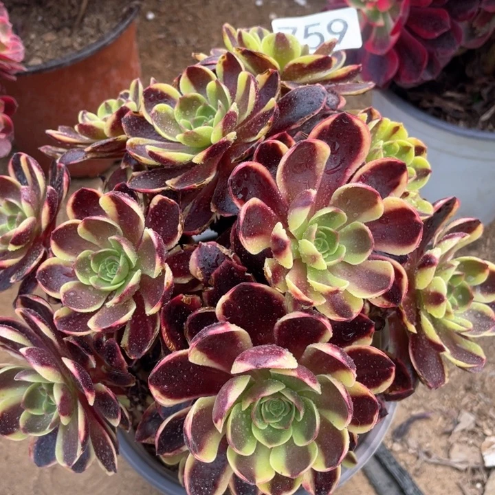 759多肉植物欧嘉莉